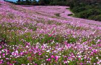 02【優秀賞】　秋桜爛漫の園（伊藤　宏）.jpg