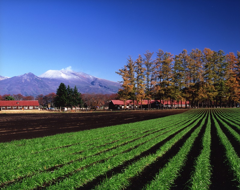 http://www.sakukankou.jp/MT/mtblog/nature/imgs/%E8%8C%A8%E5%9F%8E%E7%89%A7%E5%A0%B4_%E5%85%A8%E4%BD%93.jpg