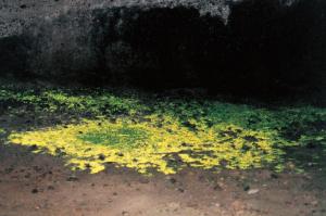 ヒカリゴケ｜ヒカリゴケ｜観光ポイント｜信州佐久 旅の観光ガイド