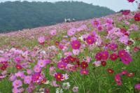 03　【優秀賞】　秋桜絶景（大根原孝）.jpg