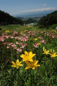 06　パラダ賞　ユリの花園（木内精司）.jpg