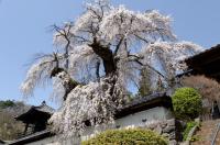 09　【入選】　福王寺しだれ桜（長岡健）.jpg