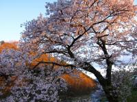 16　入選　夕映の桜（持田利子）.jpg