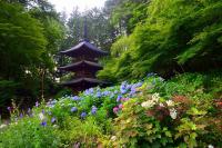 13【準優秀賞】初夏の貞正寺（武者虎雄） (1).jpg