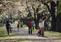 7【準優秀賞】桜吹雪の下で（小泉正樹）.jpg