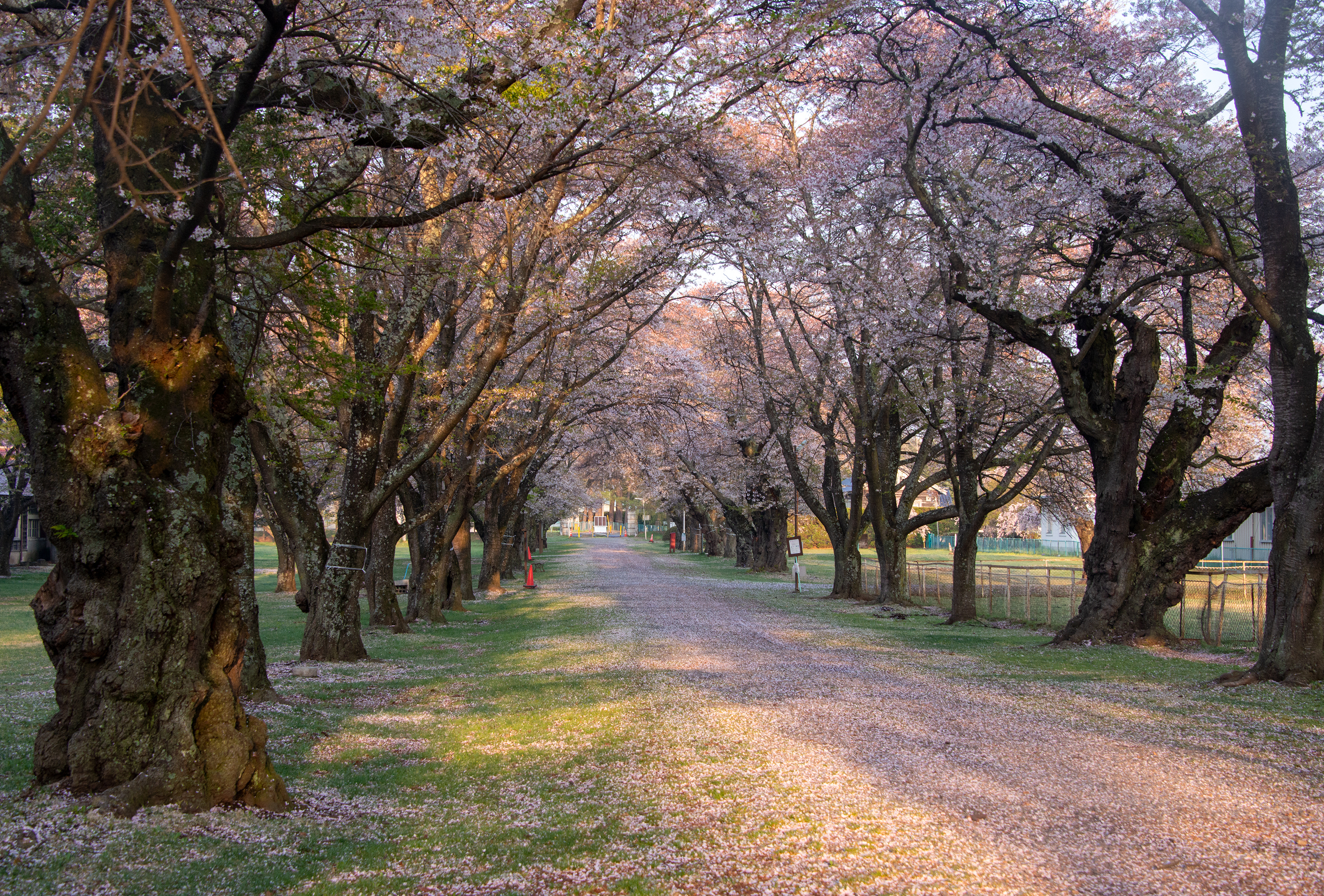 http://www.sakukankou.jp/photo-contest/06%E3%80%90%E6%BA%96%E5%84%AA%E7%A7%80%E8%B3%9E%E3%80%91%E3%80%8C%E9%99%BD%E5%85%89%E3%81%AB%E5%8C%85%E3%81%BE%E3%82%8C%E3%81%A6%E3%80%8D%EF%BC%88%E4%BA%95%E5%87%BA%E6%93%8D%EF%BC%89.jpg