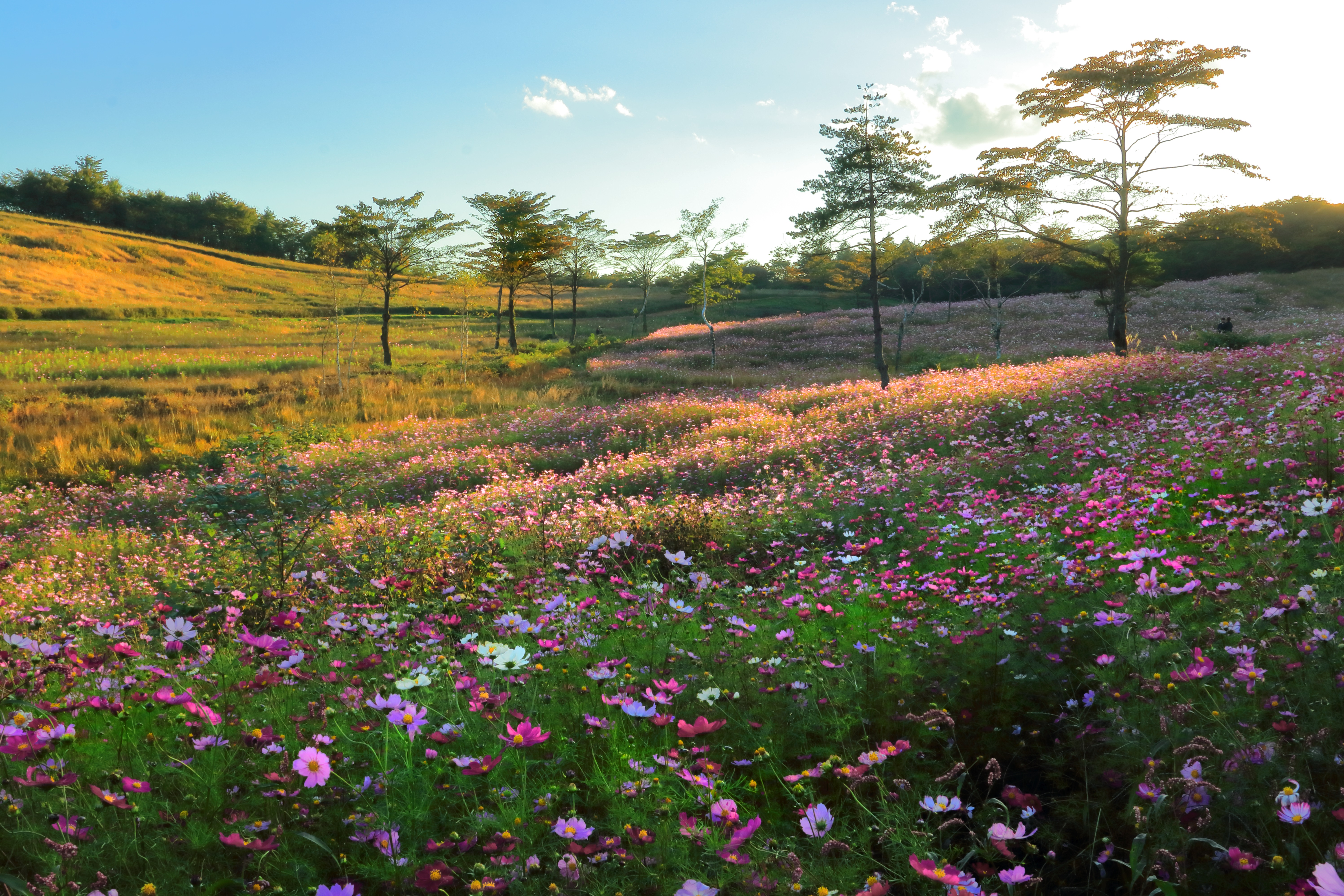 http://www.sakukankou.jp/photo-contest/23%E3%80%90%E5%85%A5%E9%81%B8%E3%80%91%E6%9A%AE%E3%82%8C%E3%82%86%E3%81%8F%E7%A7%8B%E6%A1%9C%E7%95%91%28%E5%B0%8F%E5%B9%B3%E9%9D%96%E5%AD%90%29.jpg