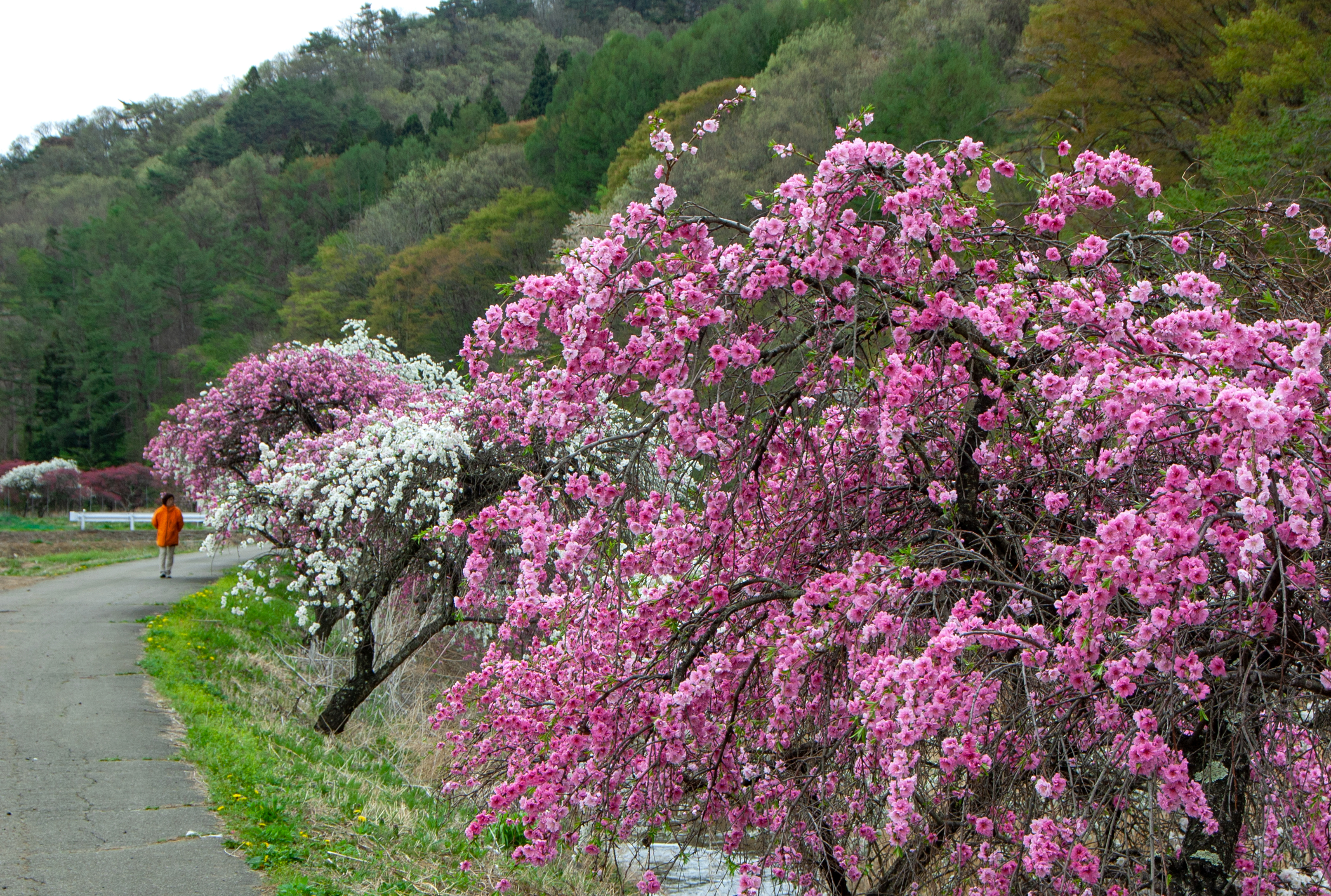 http://www.sakukankou.jp/photo-contest/28%E3%80%90%E5%85%A5%E9%81%B8%E3%80%91%E3%80%8C%E3%83%8F%E3%83%8A%E3%83%A2%E3%83%A2%E9%81%93%E3%80%8D%EF%BC%88%E5%B0%8F%E6%9E%97%E3%81%BF%E3%81%A9%E3%82%8A%EF%BC%89.jpg