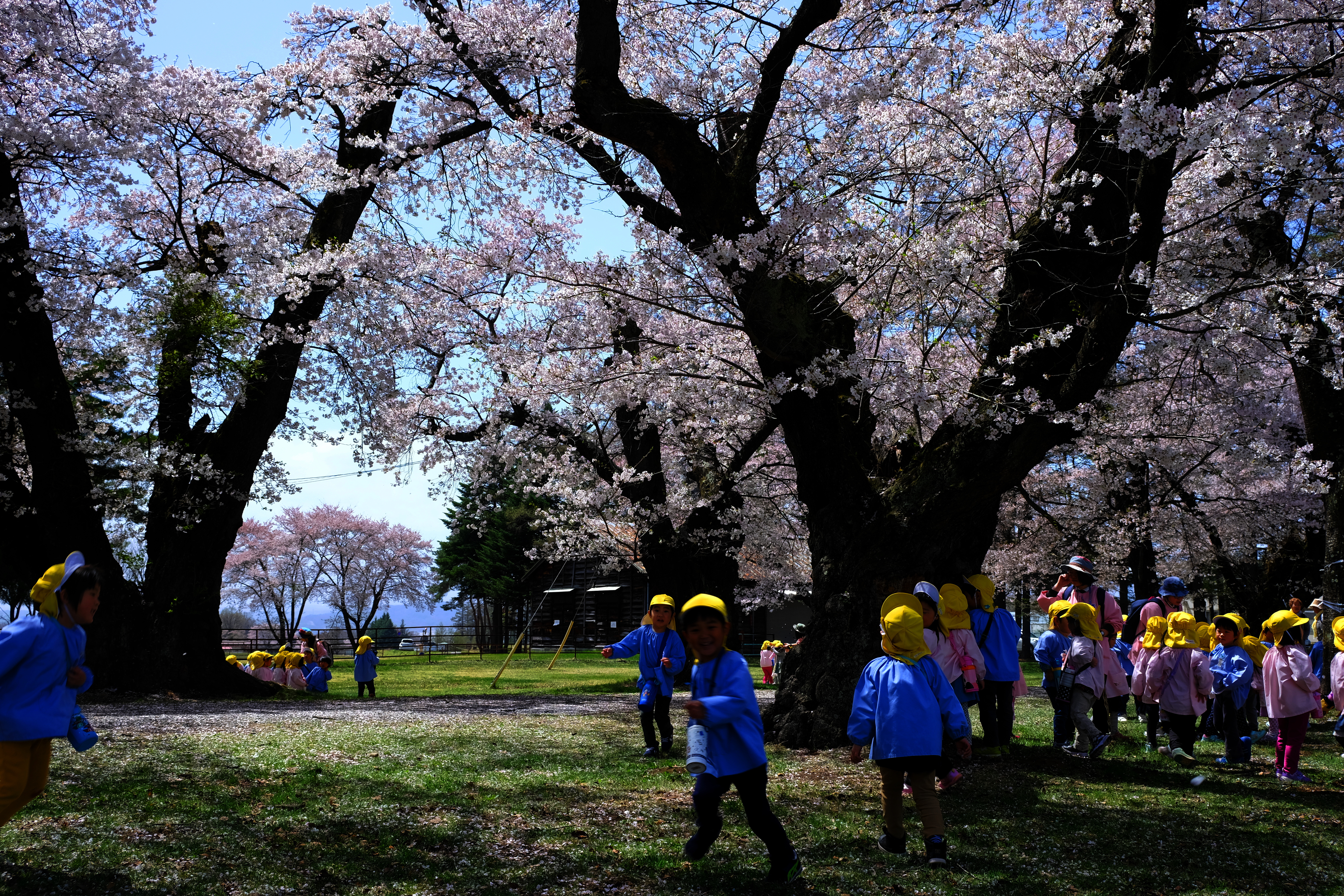 http://www.sakukankou.jp/photo-contest/34%E3%80%90%E5%85%A5%E9%81%B8%E3%80%91%E3%80%8C%E8%8A%B1%E7%AC%91%E3%81%BF%E3%80%8D%EF%BC%88%E5%8F%A4%E5%8E%9F%E6%A0%84%E5%A4%AB%EF%BC%89.JPG