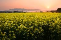 3【優秀賞】「朝陽に浮かぶ菜の花畑」(坂本美江子).jpg