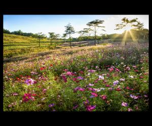 09【準優秀賞】「コスモス園夕景」（小坂國建）.jpg