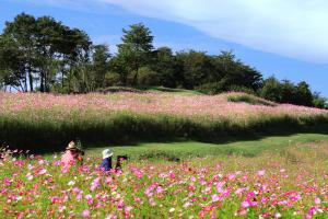 33【入選】「大地に咲く秋桜」（津金沢周子）.jpg