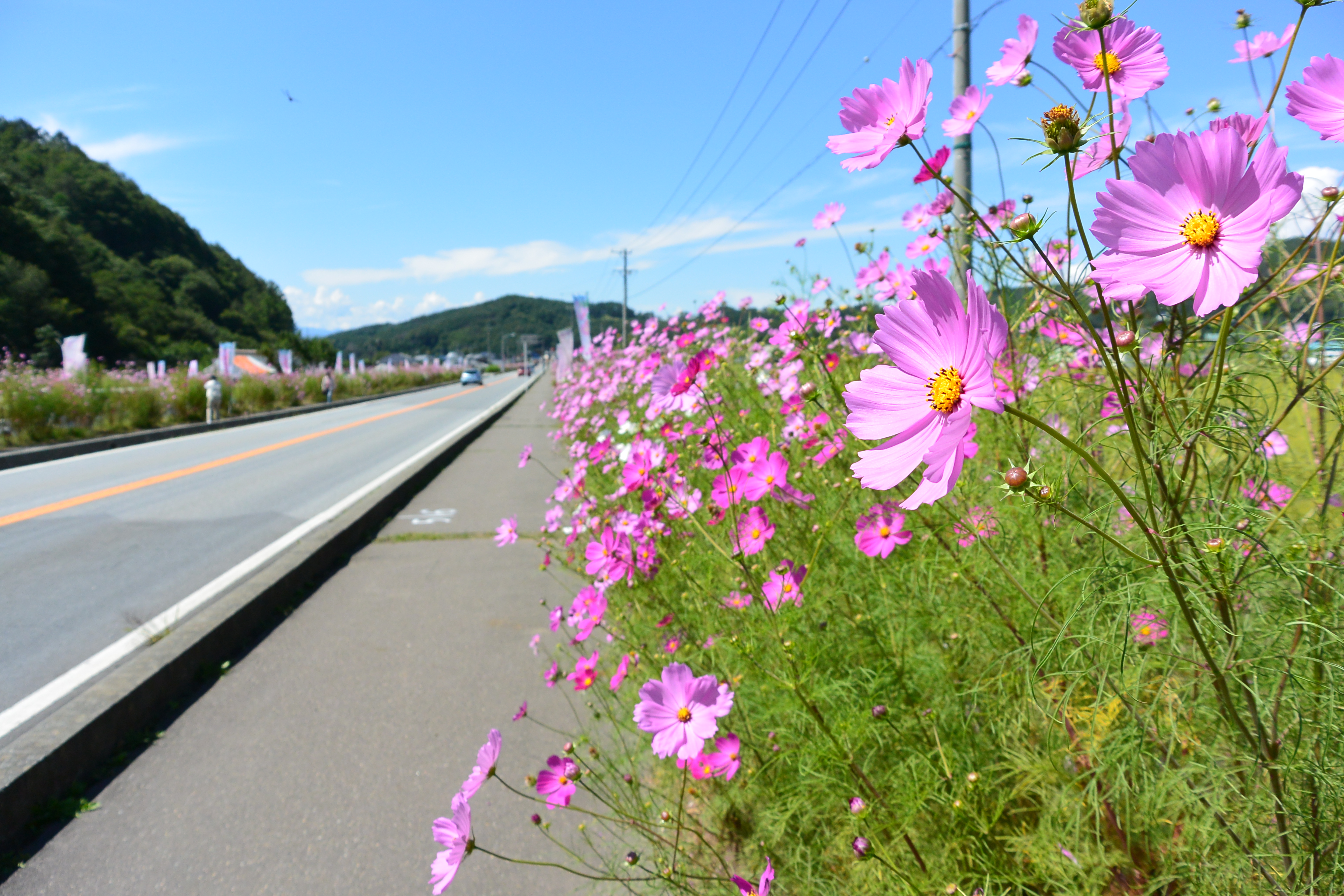 http://www.sakukankou.jp/sightseeing/DSC_0087.JPG