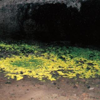 ヒカリゴケ｜ヒカリゴケ｜観光ポイント｜信州佐久 旅の観光ガイド