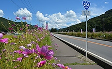コスモス街道・内山峡