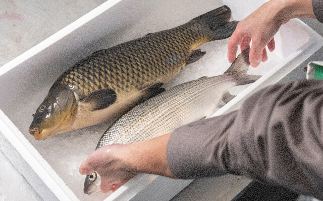 魚
